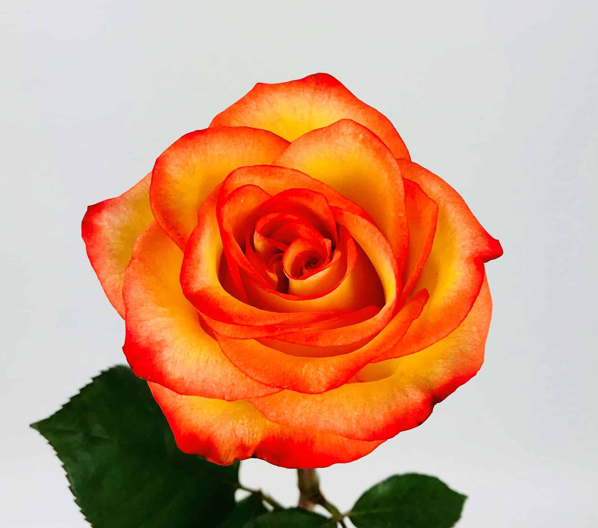 Pink Roses